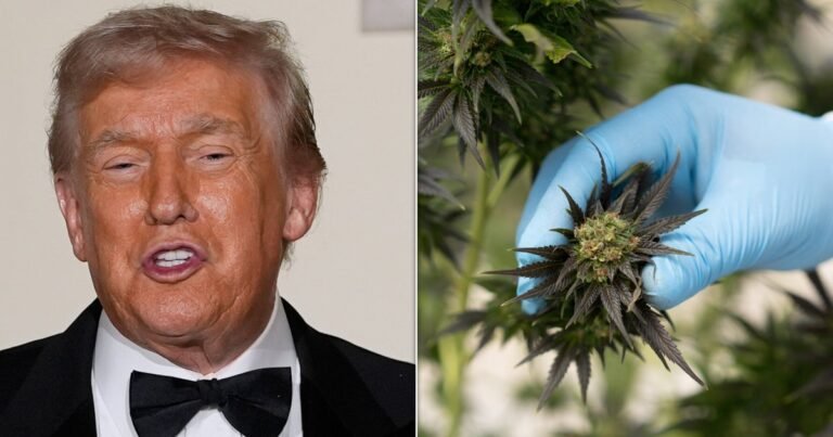 Cannabis Insiders React To Trump's Rescheduling Hints