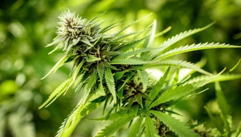 Cannabis leaders in Chicago praise Trump's order to reclassify marijuana, expand research