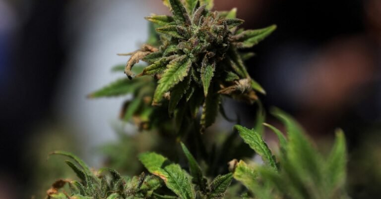 Cannabis stocks give up gains after Trump order recommending to ease curbs on marijuana