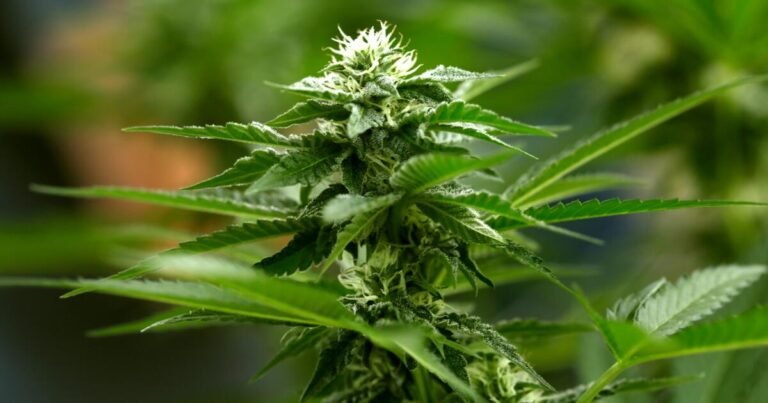 Column: Is the federal government finally transcending its 'Reefer Madness' view of cannabis?