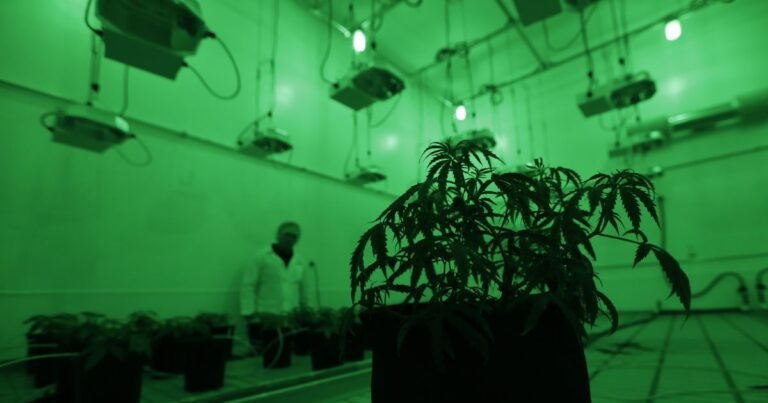 FDA-approved medical cannabis provides benefits, study finds FDA-approved medical cannabis provides benefits, study finds