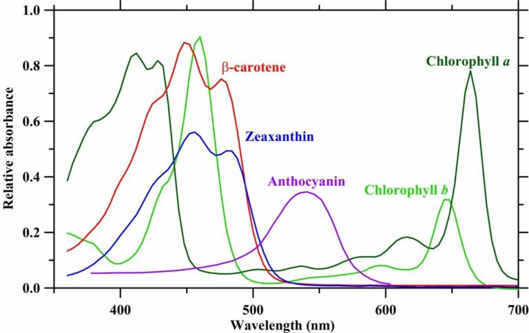 Frontiers | An Update on Plant Photobiology and Implications for Cannabis Production