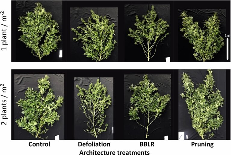 Frontiers | Too Dense or Not Too Dense: Higher Planting Density Reduces Cannabinoid Uniformity but Increases Yield/Area in Drug-Type Medical Cannabis Frontiers | Too Dense or Not Too Dense: Higher Planting Density Reduces Cannabinoid Uniformity but Increases Yield/Area in Drug-Type Medical Cannabis