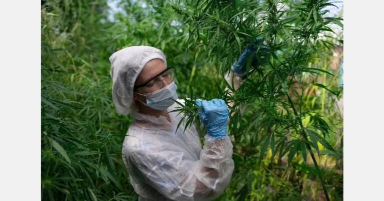 Hemp growers fighting to save their future after law change Hemp growers fighting to save their future after law change