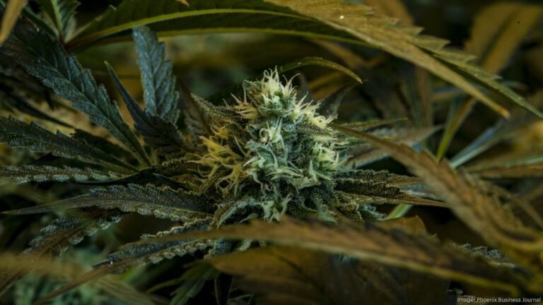 How Trump's marijuana order could reshape Arizona's cannabis industry