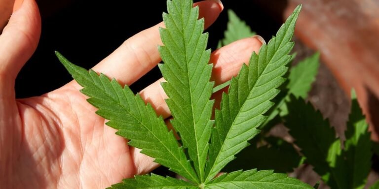 How marijuana reclassification could reshape Arizona’s cannabis industry How marijuana reclassification could reshape Arizona’s cannabis industry