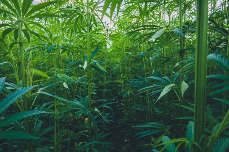 Legislation Introduced to Regulate Hemp Products as an Alternative to Bans | Cannabis Science and Technology