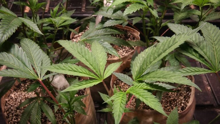 Marijuana reclassified as Schedule III drug