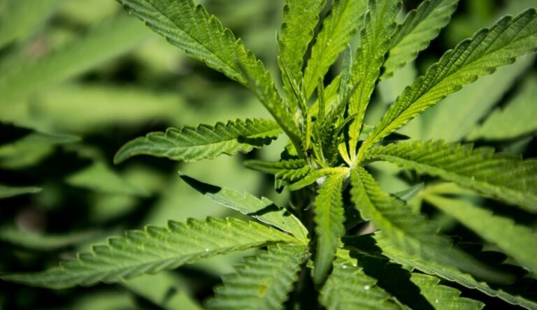 Massachusetts Campaign to Kill Adult-Use Cannabis Market Advances Toward 2026 Ballot