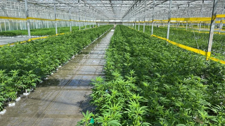 Massive cannabis cultivation exodus is behind licensing contraction