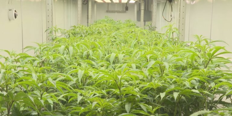 Medical marijuana growing site opens in Jessamine County