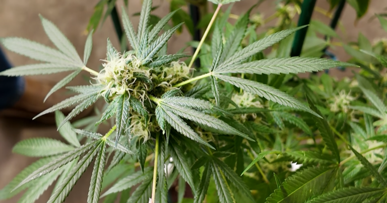 Montana cannabis industry hopeful as Trump reclassifies marijuana | Montana News