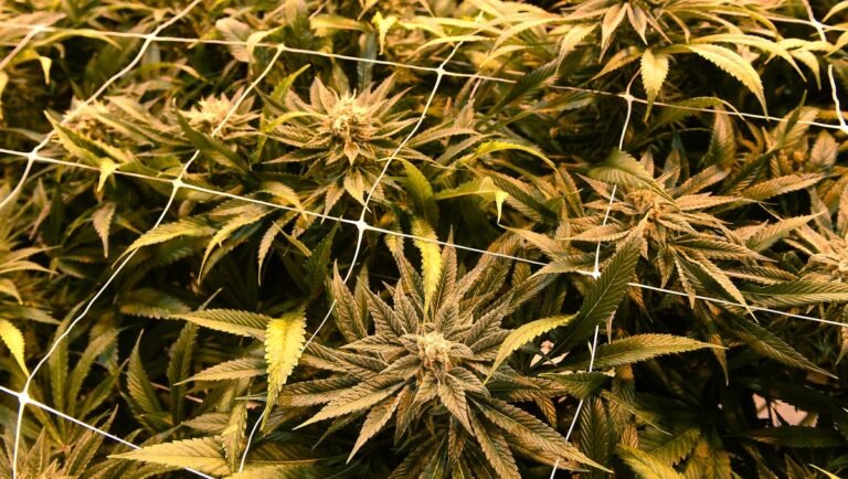 Nevada recreational cannabis laws for smoking on the Las Vegas Strip