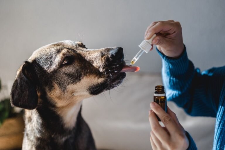 New Study Explores Patterns of CBD Use in Dogs | Cannabis Science and Technology New Study Explores Patterns of CBD Use in Dogs | Cannabis Science and Technology