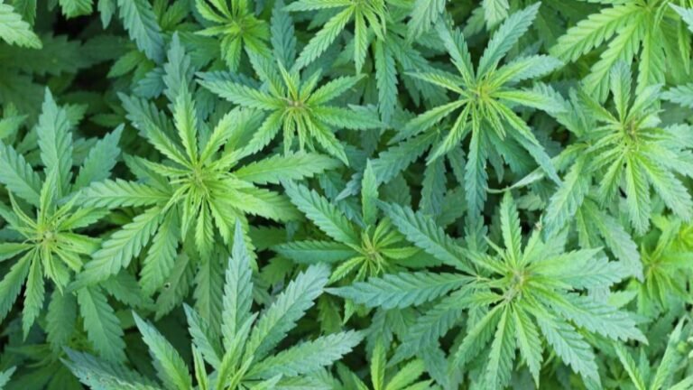 New data link cannabis use and heart disease New data link cannabis use and heart disease