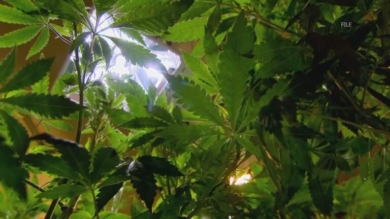 Newly approved petition could spell the end of recreational cannabis stores