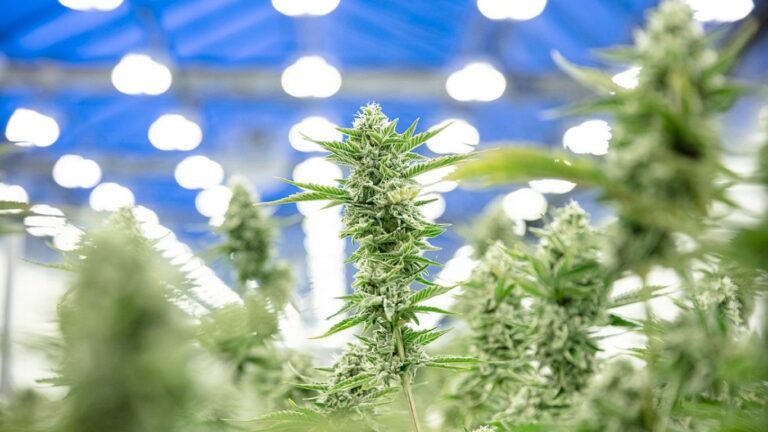 Organigram’s net revenue climbs in 2025, fuelled by domestic and international sales