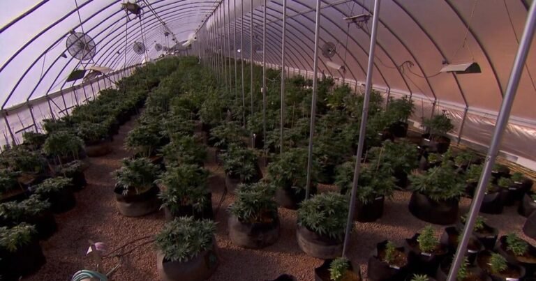 Potential Impact of President Trump’s Executive Order on Tennessee Marijuana Laws | Local News Potential Impact of President Trump's Executive Order on Tennessee Marijuana Laws | Local News