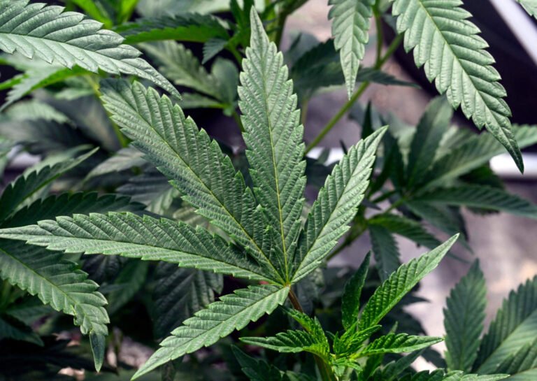 Marijuana plants are seen at a growing facility in Washington County, N.Y., May 12, 2023. (Hans Pennink/AP)