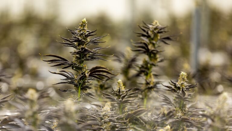 Retail cannabis market appears set to finally hit Virginia in 2026 Retail cannabis market appears set to finally hit Virginia in 2026