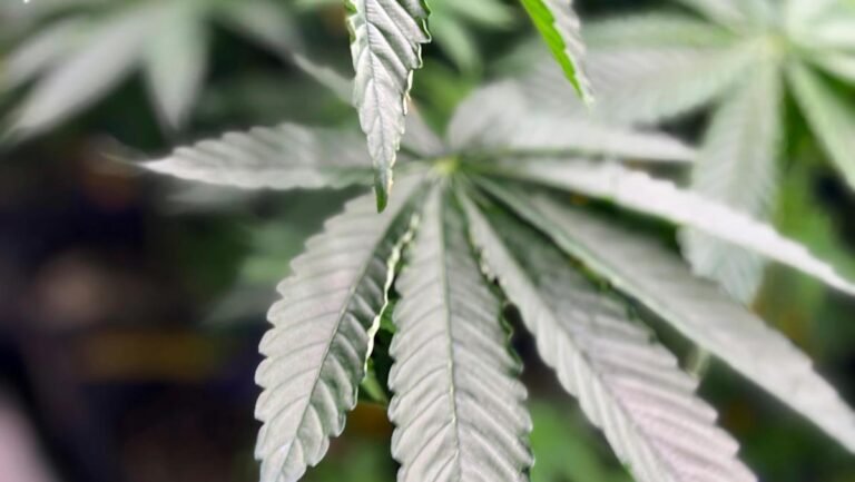 Tilray CEO says THC drink regulation will benefit cannabis companies