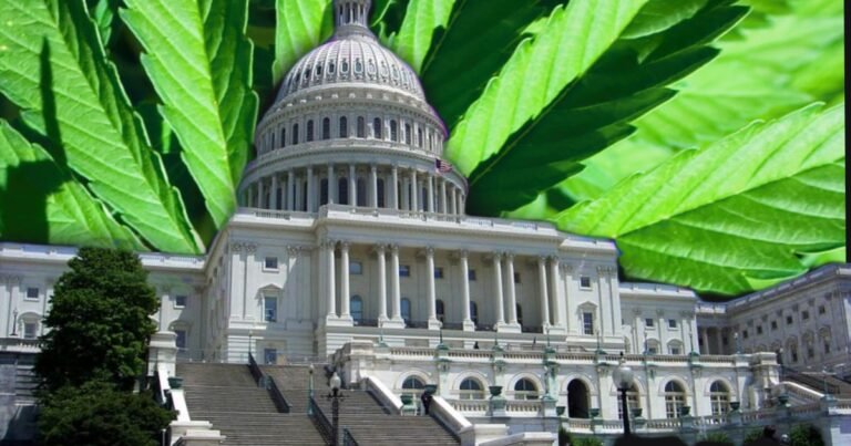 Trump Expected to Reschedule Cannabis; Emerald Triangle Growers Respond