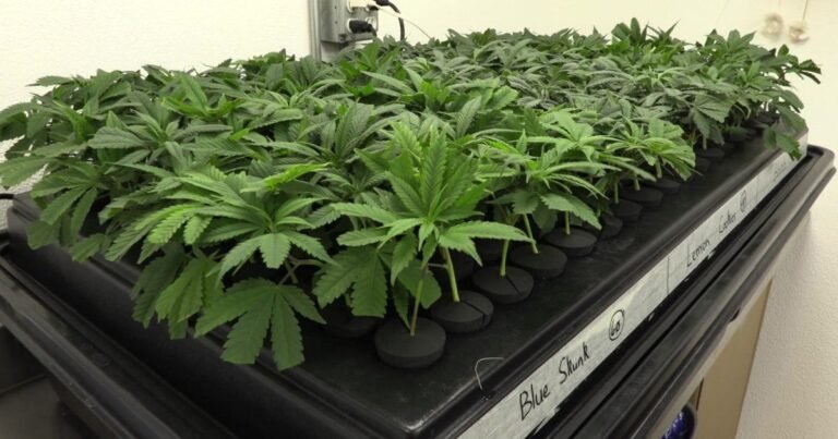 Trump could reschedule marijuana to Schedule III, promising tax relief but raising new legal and industry concerns