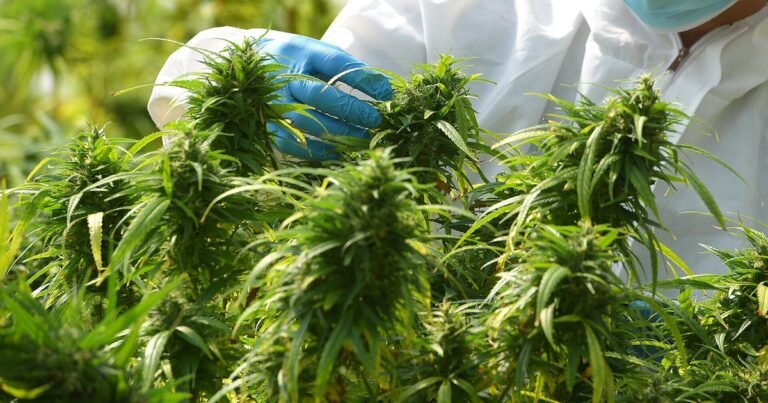 Trump expected to sign order reclassifying marijuana as a Schedule III drug, sources say Trump expected to sign order reclassifying marijuana as a Schedule III drug, sources say