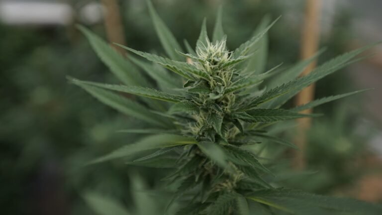 Trump talks cannabis rescheduling at signing ceremony (Newsletter: December 16, 2025)