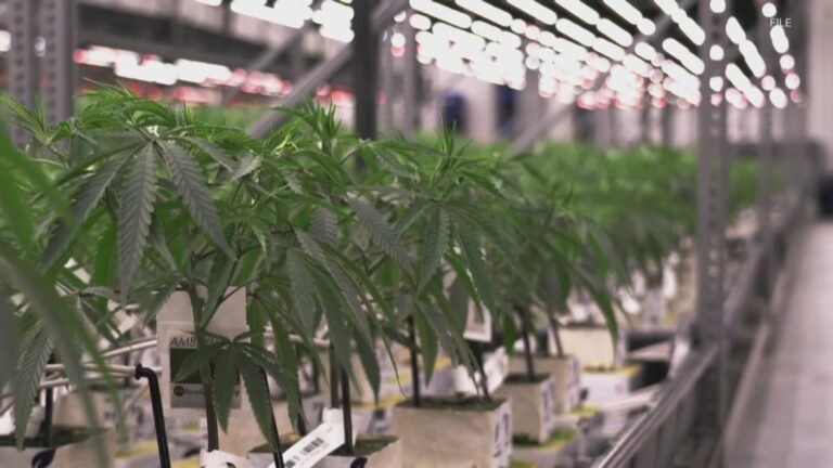 Trump’s marijuana reclassification shakes up Kentucky medical cannabis market