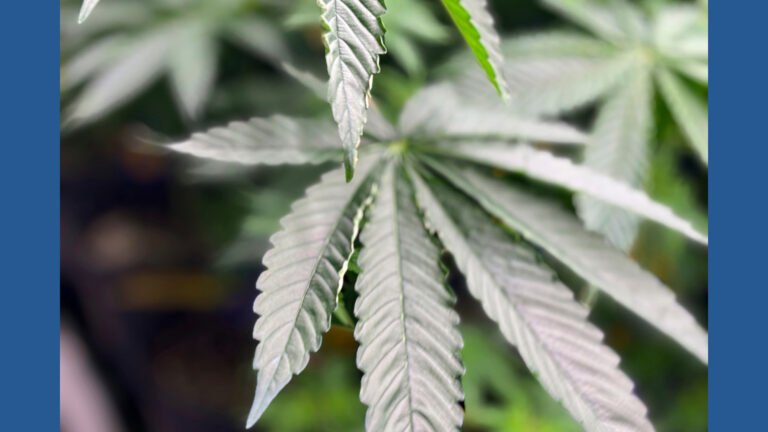 What to know about Trump's order seeking to relax federal drug policies for marijuana