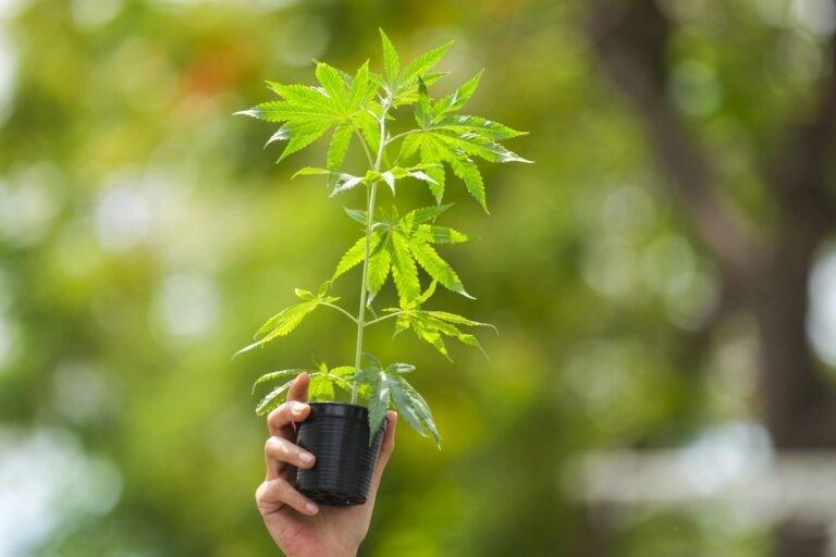 CSU East Bay offers online cannabis training amid California industry shifts • The Mendocino Voice CSU East Bay offers online cannabis training amid California industry shifts • The Mendocino Voice