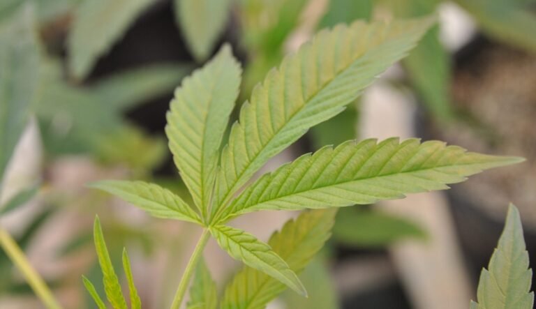 California’s Departing Cannabis Regulator Reflects on Leading the Nation’s Biggest Market California’s Departing Cannabis Regulator Reflects on Leading the Nation’s Biggest Market