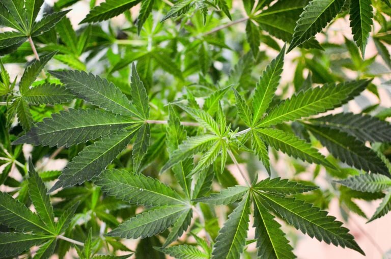Congresswoman Pushes Trump’s New Drug Czar To Back Full Marijuana Legalization And Follow ‘Science, Not Stigma’ Congresswoman Pushes Trump's New Drug Czar To Back Full Marijuana Legalization And Follow 'Science, Not Stigma'