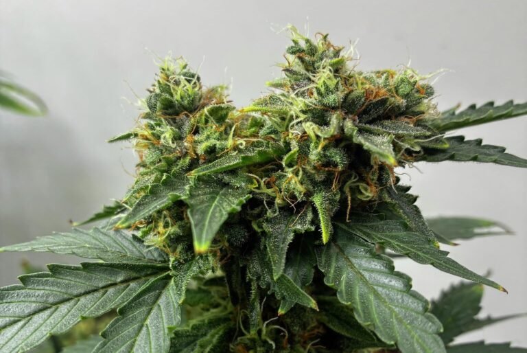 Despite the biggest month ever, CT cannabis sales down in 2025: Data