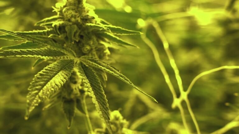 First medical cannabis processor in Kentucky approved; here's where