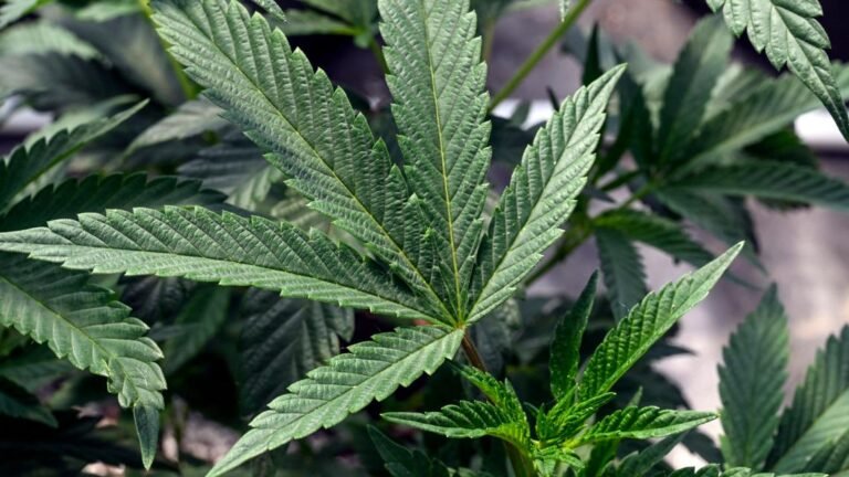 Florida lawmaker proposes cannabis vehicle open-container ban