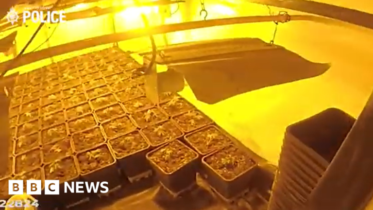 Four arrested as police raid three cannabis farms in Doncaster Four arrested as police raid three cannabis farms in Doncaster