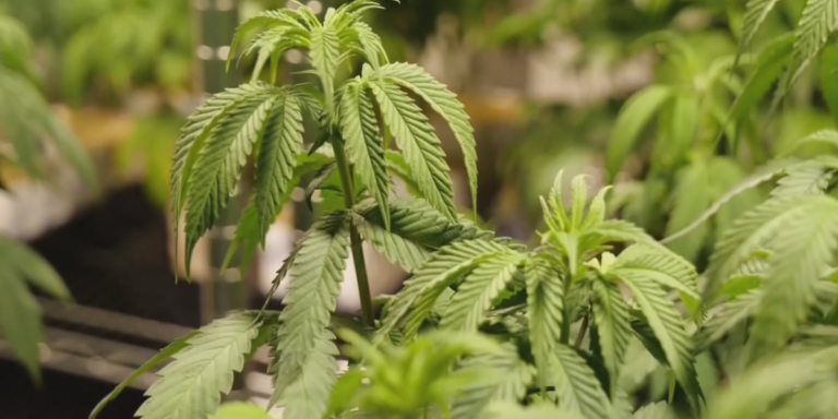 Ga. advocates push for medical marijuana expansion