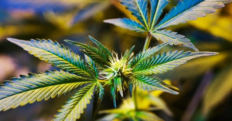 Georgia advocates hoping for expansion of medical marijuana during 2026 legislative session