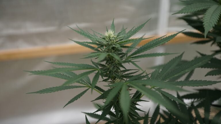 Home Cultivation Of Marijuana Would Be Legalized In New Jersey Under Lawmakers' Proposals
