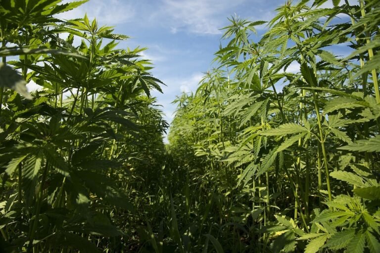 Indiana Lawmakers Approve Bill To Restrict And Regulate Hemp THC Products Indiana Lawmakers Approve Bill To Restrict And Regulate Hemp THC Products