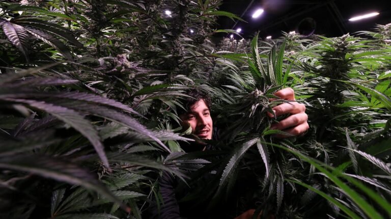 KY lawmaker files act to add recreational cannabis to constitution