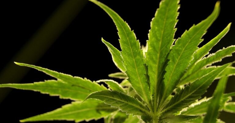 Kentucky’s first medical cannabis processor is opening in Dayton Kentucky’s first medical cannabis processor is opening in Dayton