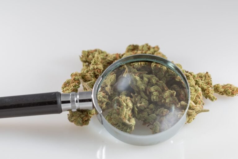 Marijuana's Restrictive Federal Classification Isn't Supported By Science, New Study Concludes