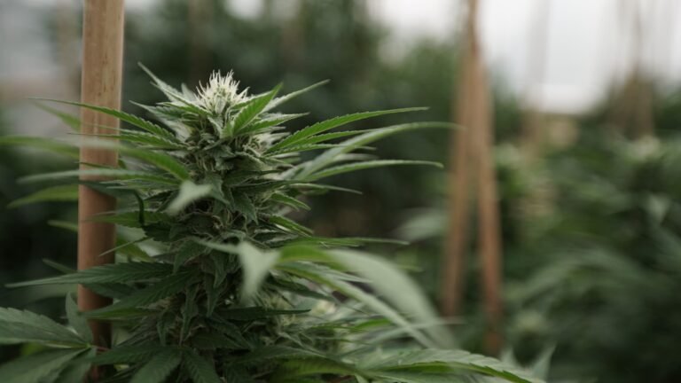 Missouri Regulators Move To Clarify Medical Marijuana Patients' Purchasing Limits