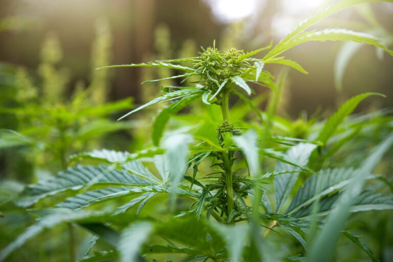 New Hampshire Lawmakers Advance Bill to Legalize Adult Cannabis Possession