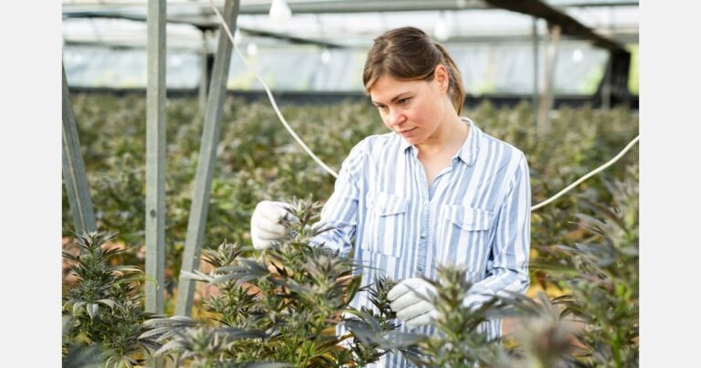 New York cannabis market reaches $1.6B in 2025 as retail footprint expands