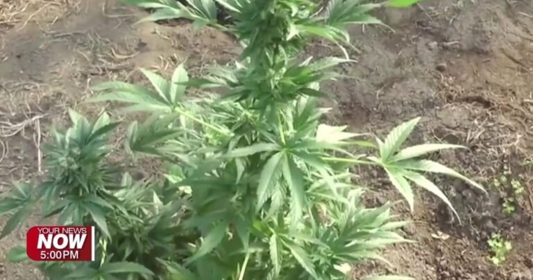 Ohio recreational marijuana sales top $830 million in first full year | News