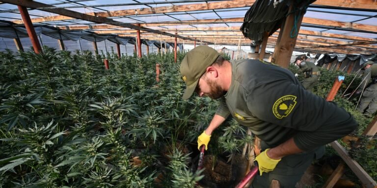 Opinion | Uber’s Lesson for the Marijuana Market